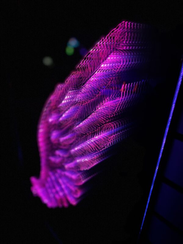 Angel Wing Magic LED Infinity Mirror wall Art by Nicky Alice - Image 4